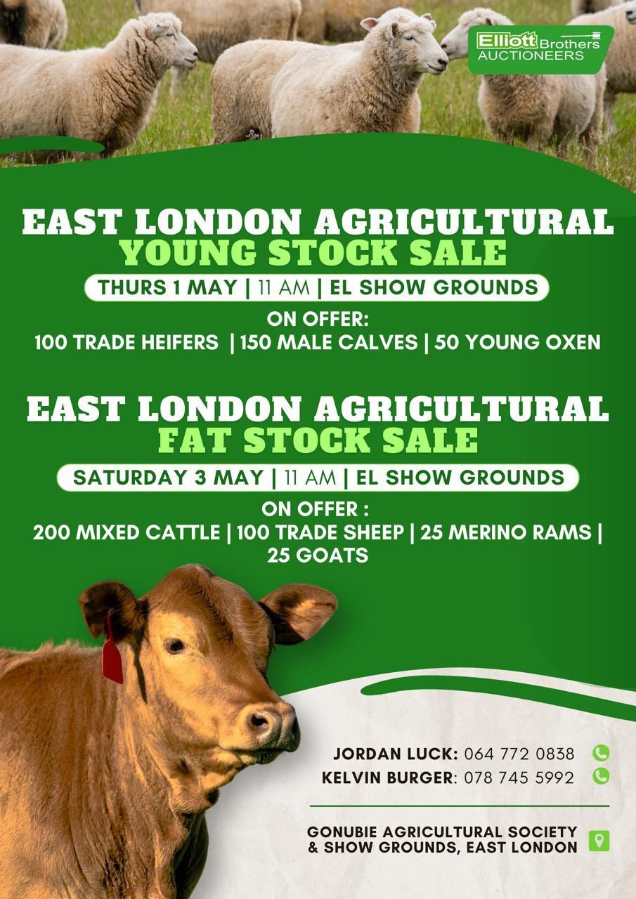 SHOW2025Cattle