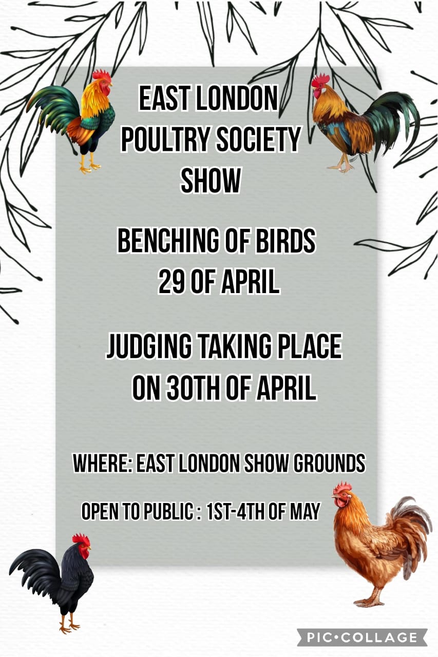 SHOW2025 Poultry